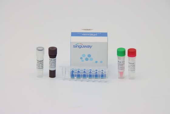 Corredo accurato 48 della prova di PCR di RT del virus di febbre rompiossa 96 prove per volume di reazione del corredo 20uL