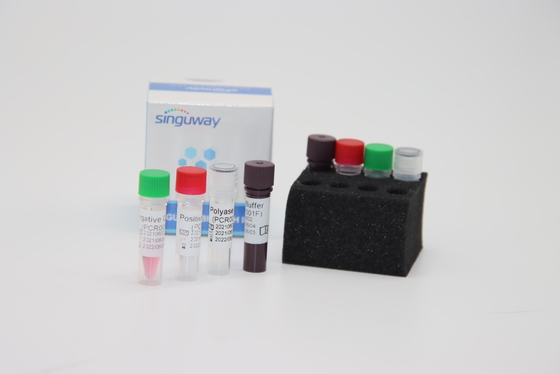 Corredo fluorescente quantitativo di PCR della prova del corredo ISO9001 della prova del tampone di PCR di Boca Virus HBoV RT