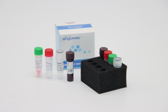 Corredo in tempo reale di PCR di RT fluorescente del virus di Treponema pallido TP di HCV di PCR Kit Fast