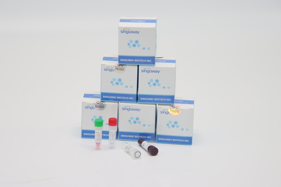 Prova veloce Kit High Accuracy di PCR di RT del virus di helicobacter pylori ISO9001