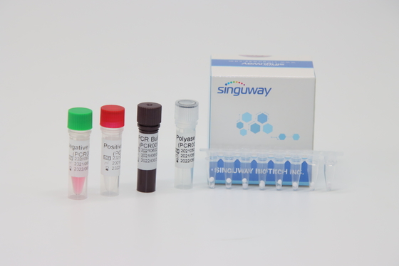 50 corredi diagnostici in tempo reale di PCR di copie/ml per fusione Gene Typing di leucemia BCR-ABL