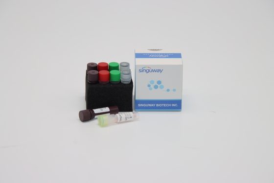 CE un virus rapido in tempo reale di Kit For Hepatitis B della prova del corredo HSV di PCR di punto